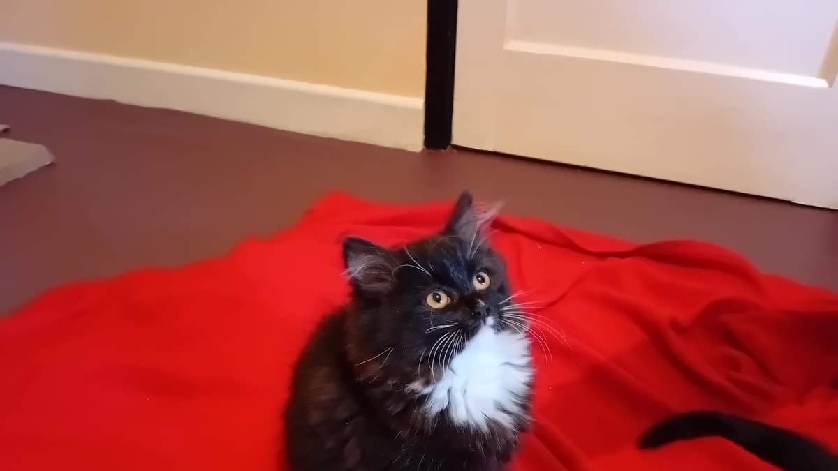 Cat poo sinks cattery as Council rules it must pay for waste disposal